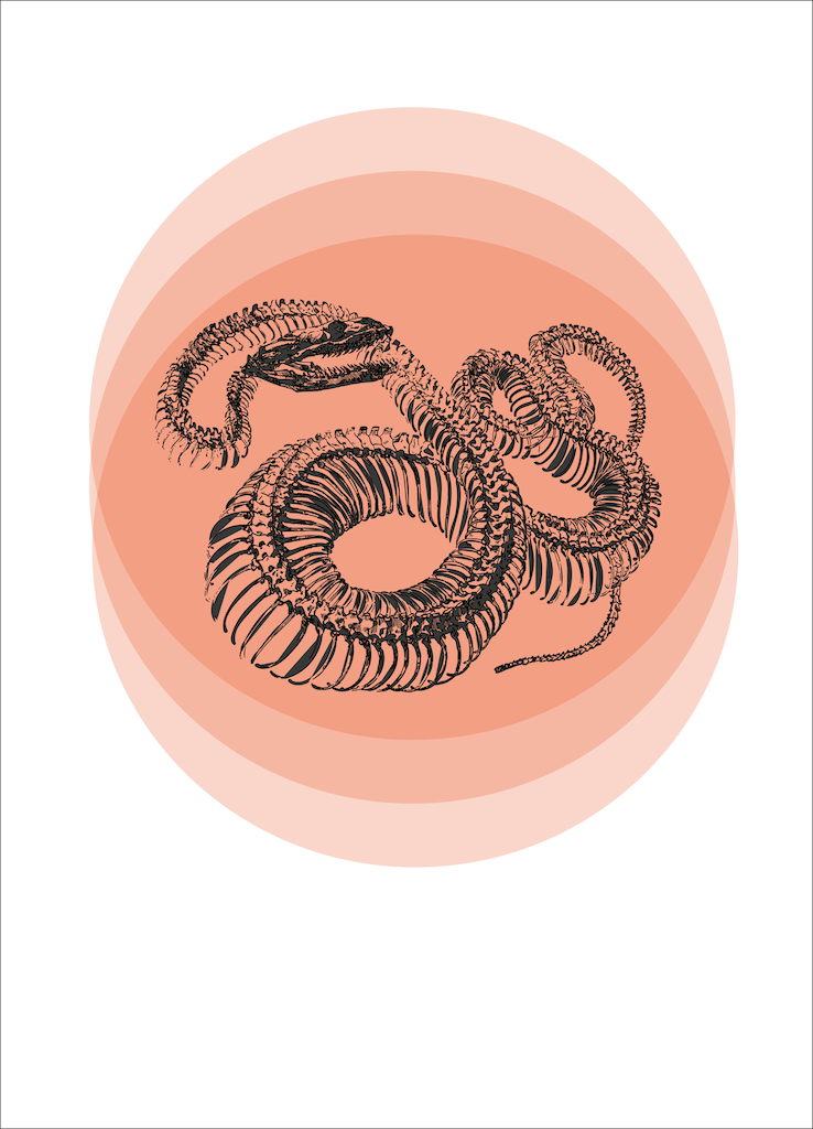 Curious Animals - Snake (Designed Keri Muller)