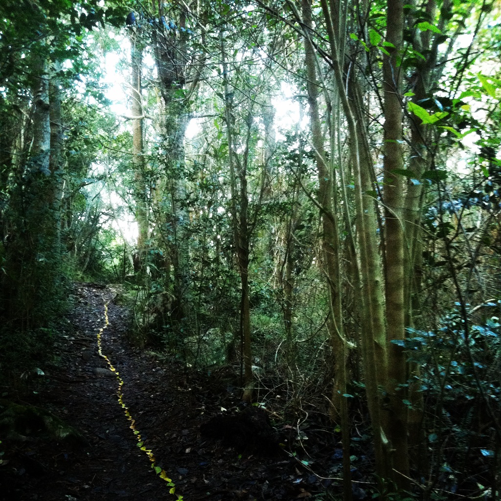 The Light Path