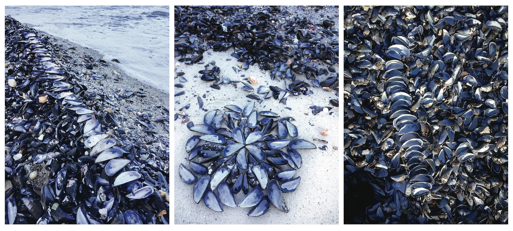 mussels.jpg