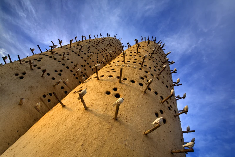 Doha Pigions.jpg
