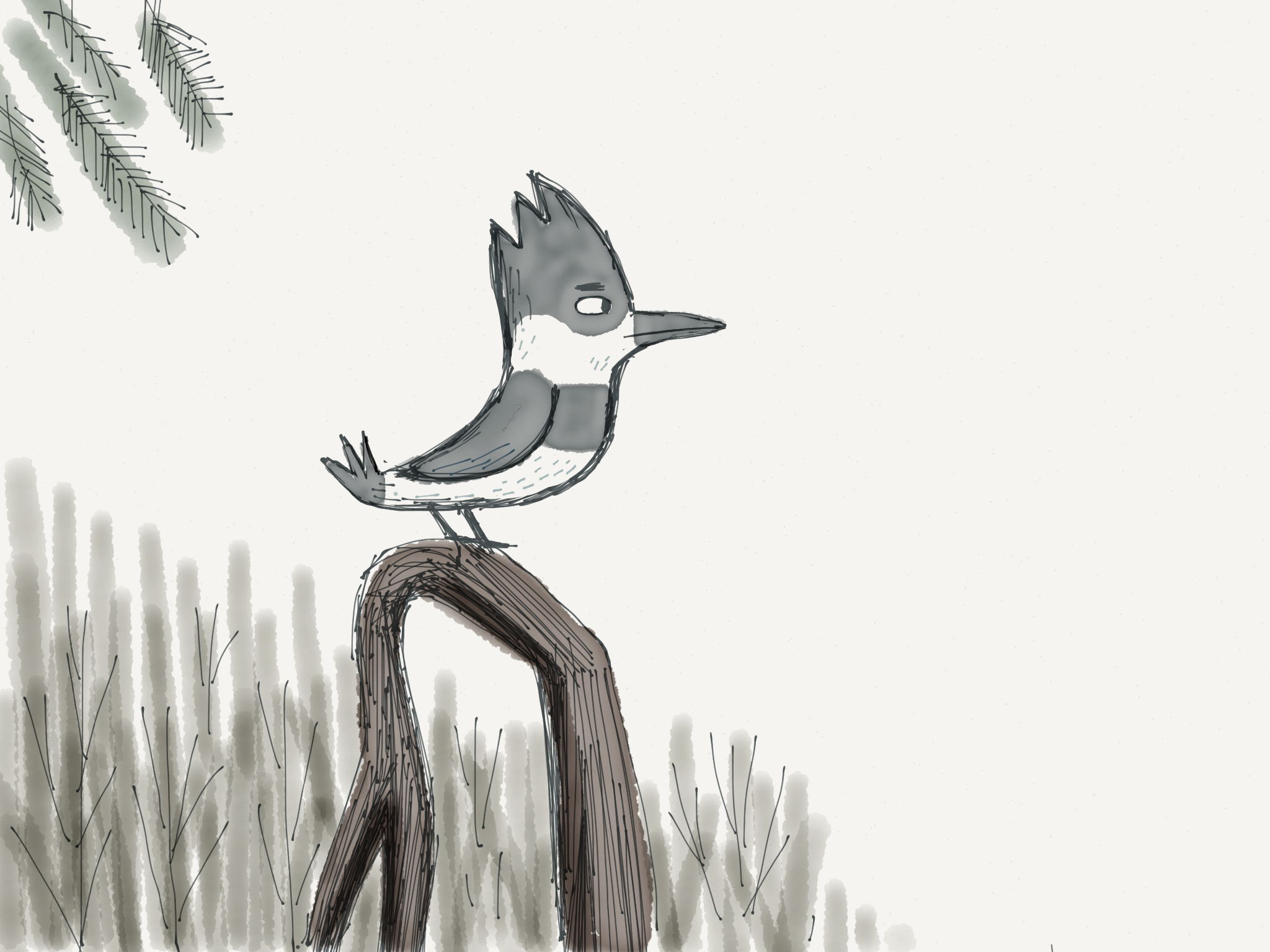 Love Kingfishers. Here's concept idea for bird. Final bird design is more Bluejayesque. Appropriate as Blue Jays are so super squawky.