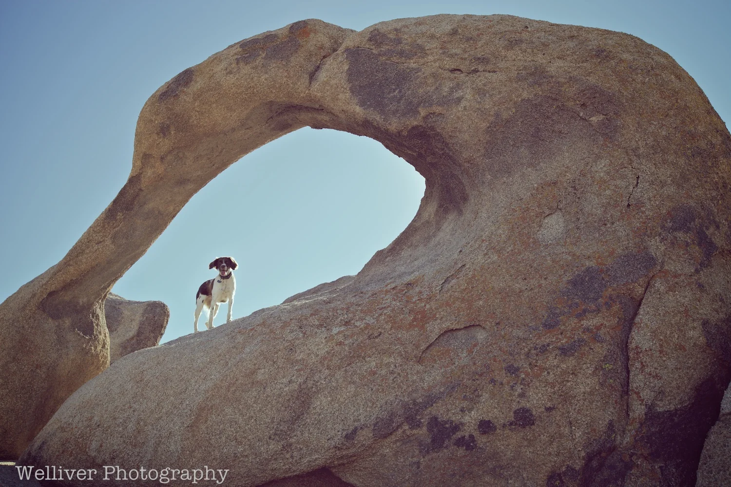 Alabama Hills: Massey in the Mobius Arch by Beth.