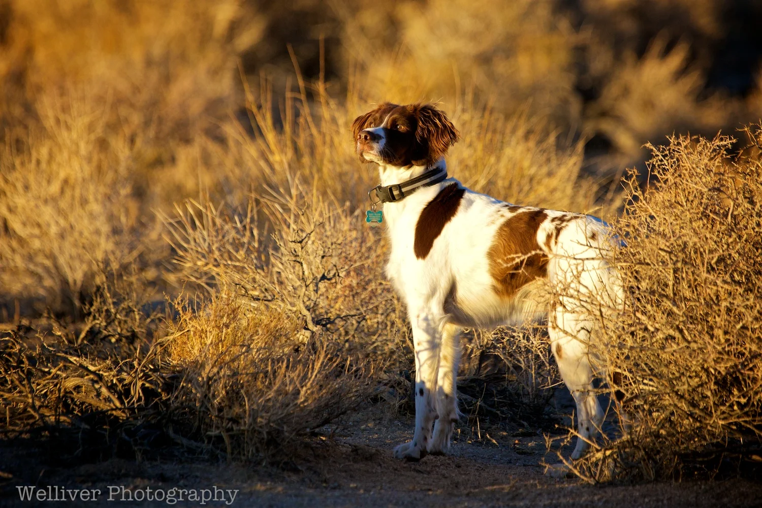 EOS5DMII-TMW-20121125-IMG_7658.jpg