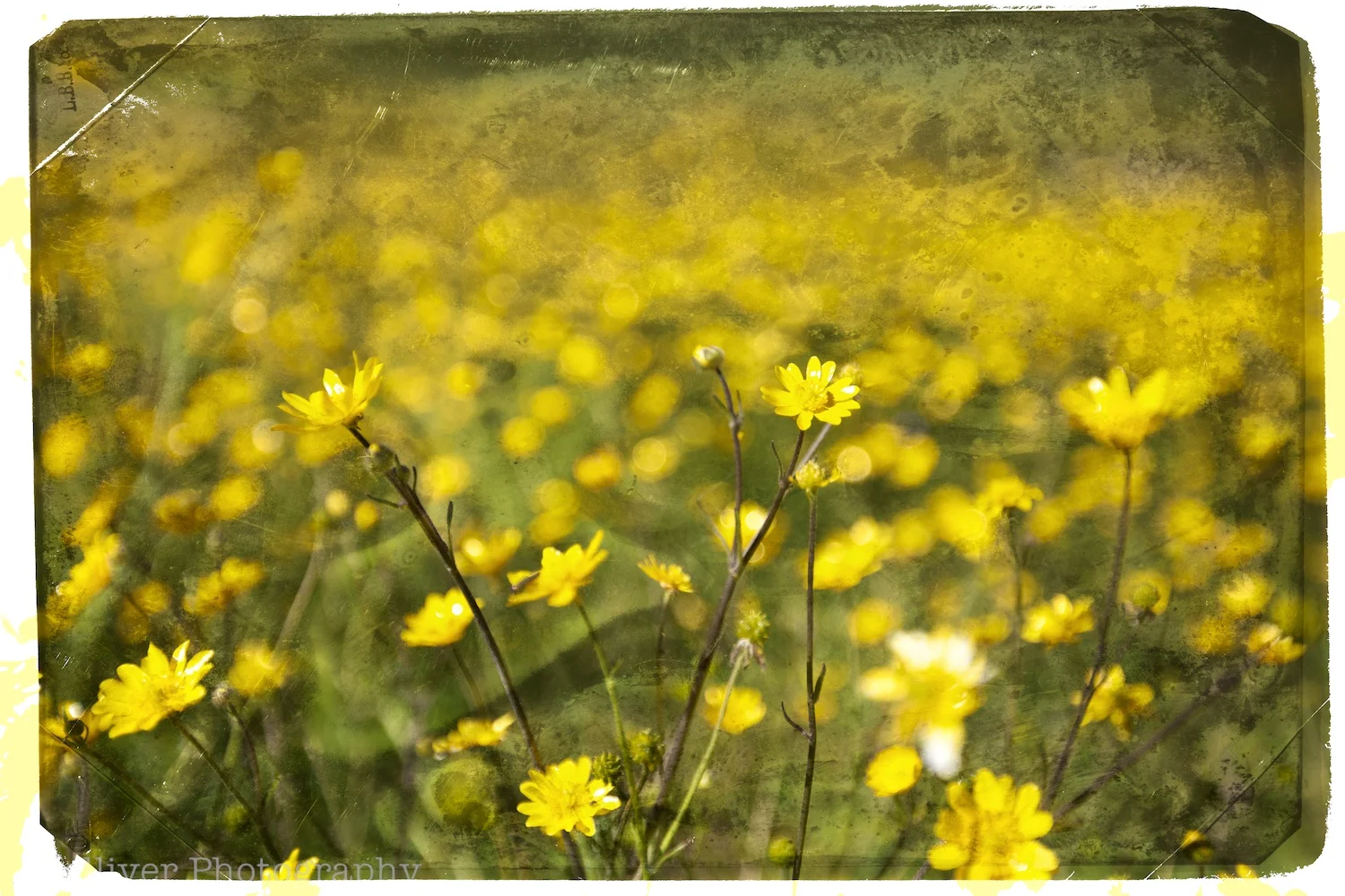 EOS5DMKII-TMW-20130414-IMG_9583.jpg