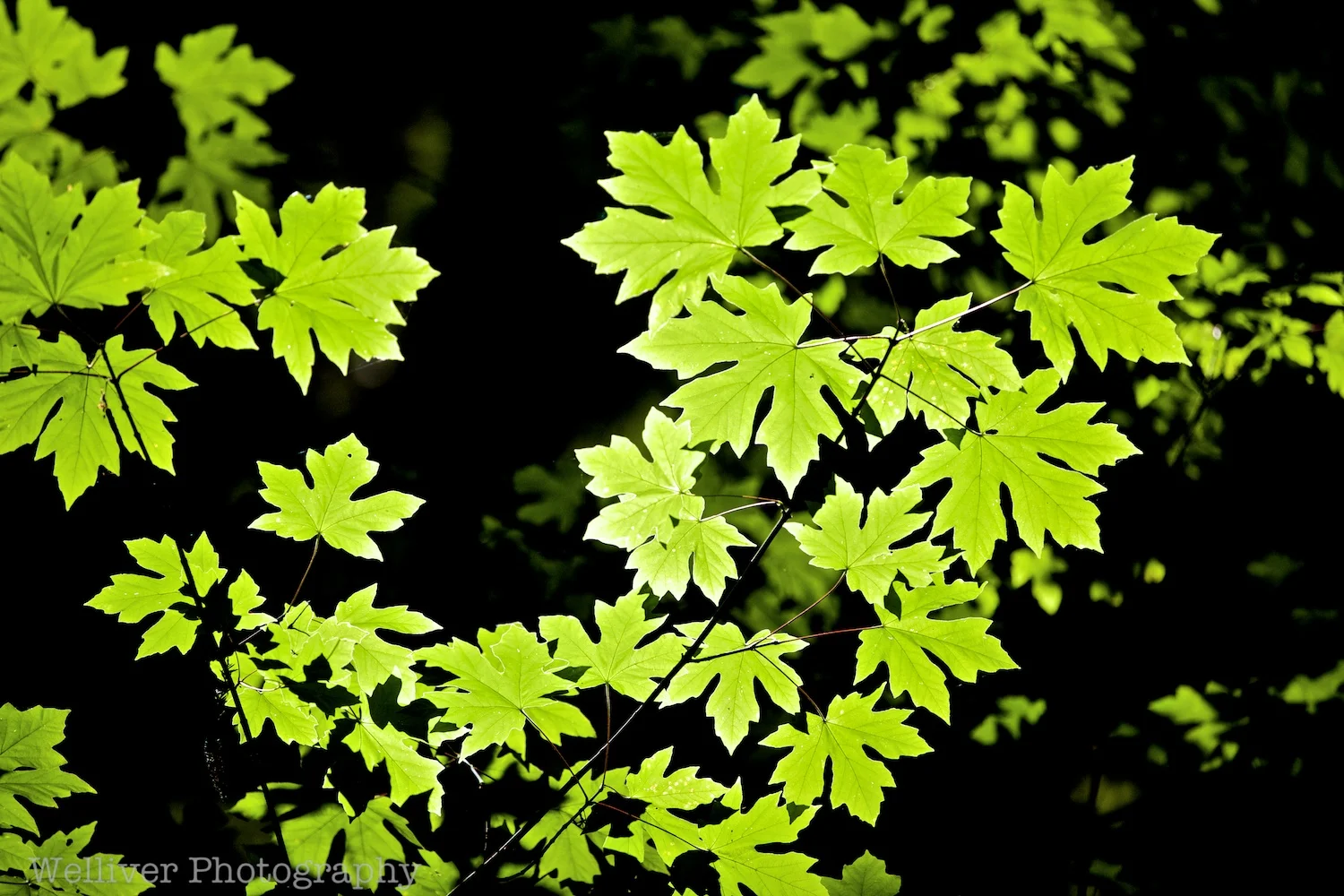 EOS5DMKII-TMW-20140628-IMG_2345.jpg