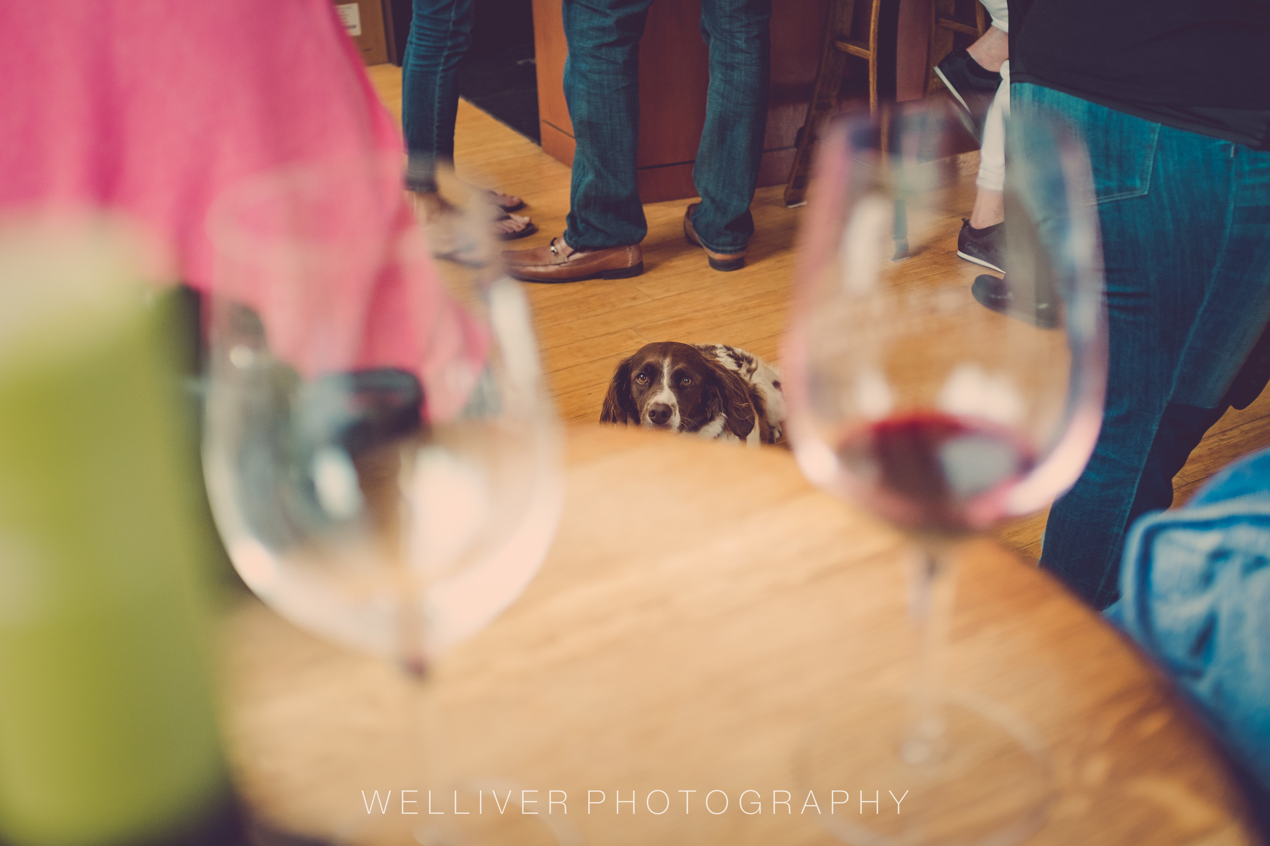 Massey Monday: Wine Dog