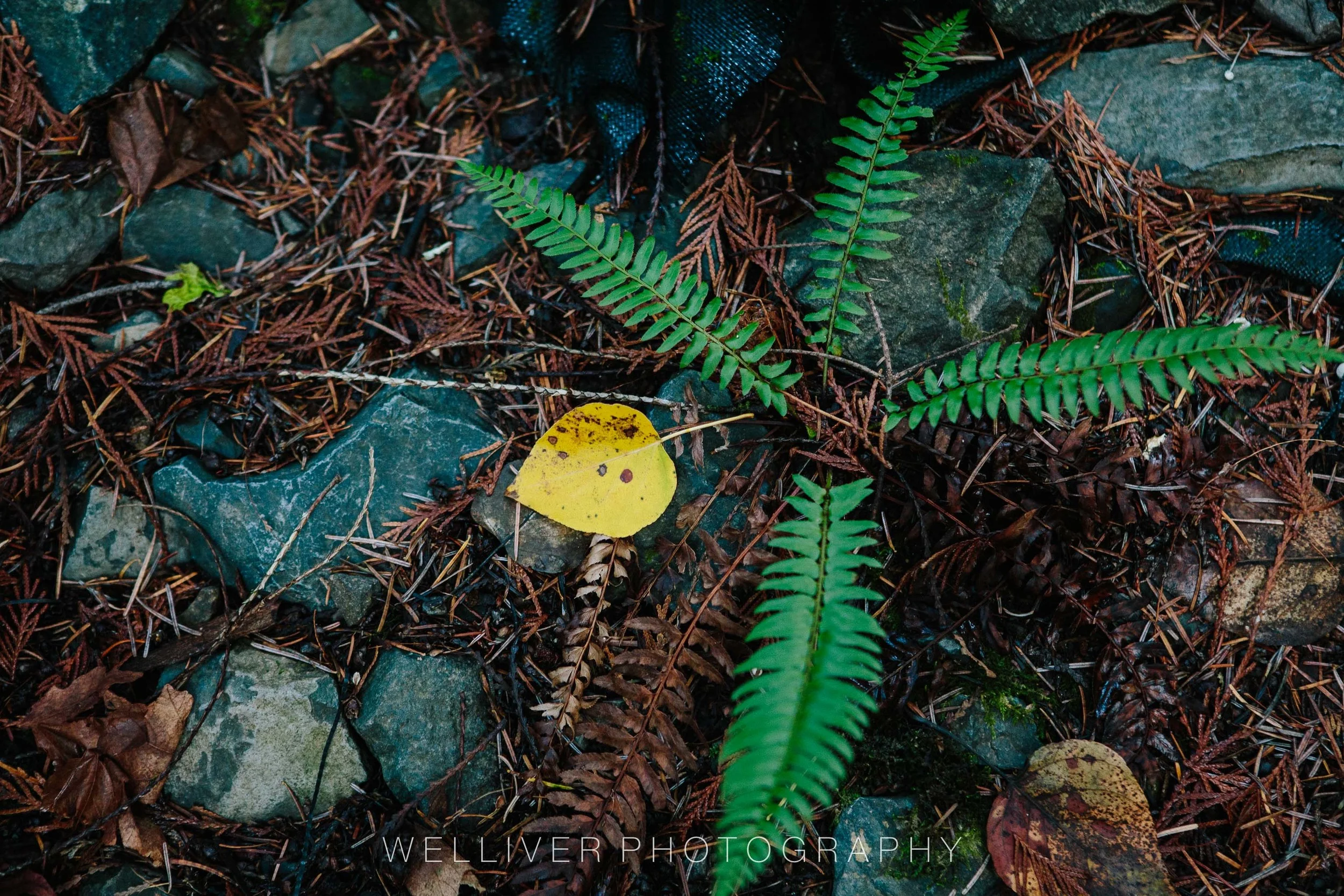 EOS5DMKIII-EAW-20151107-AJ2A2536.jpg