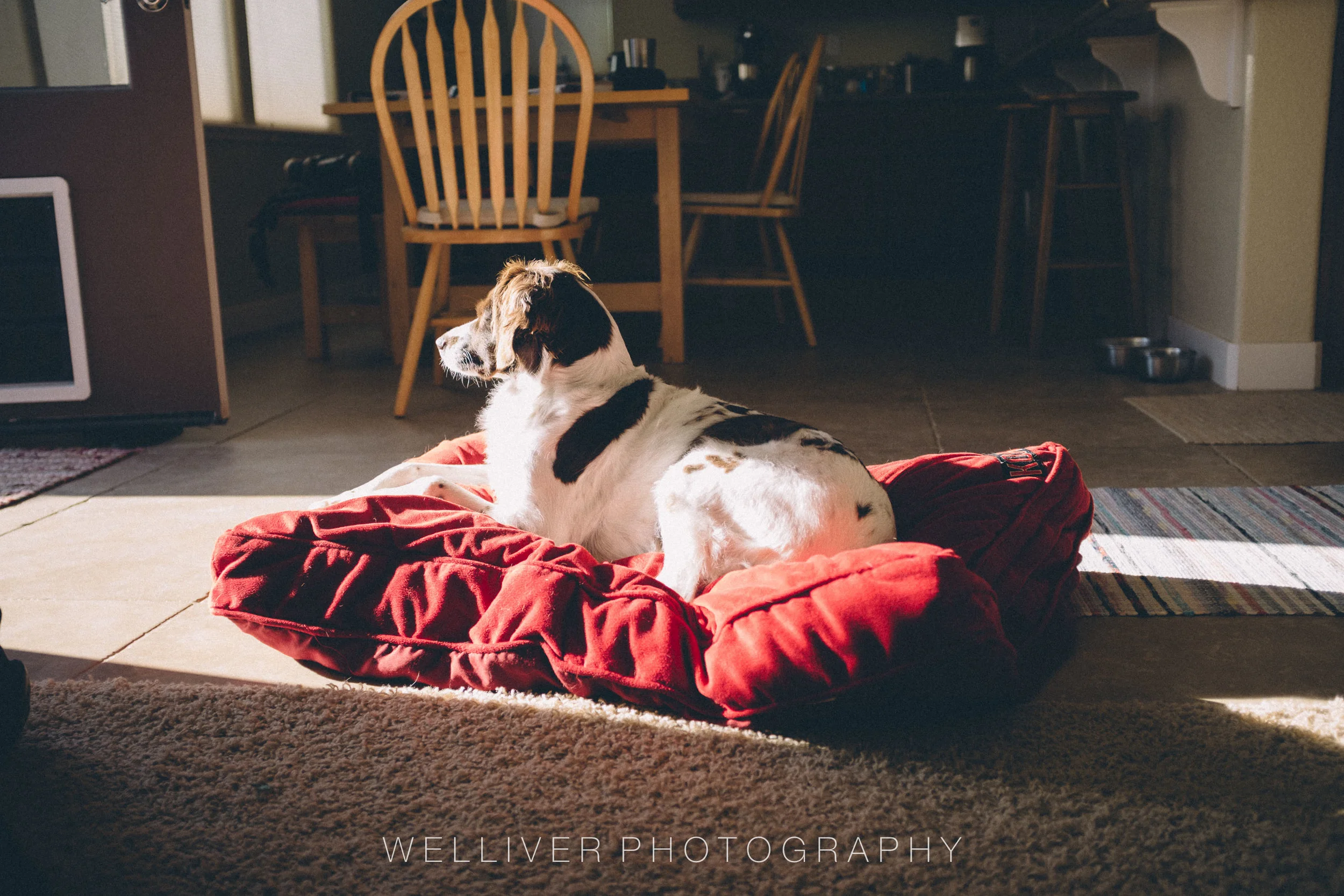 Massey Monday: Watch Dog