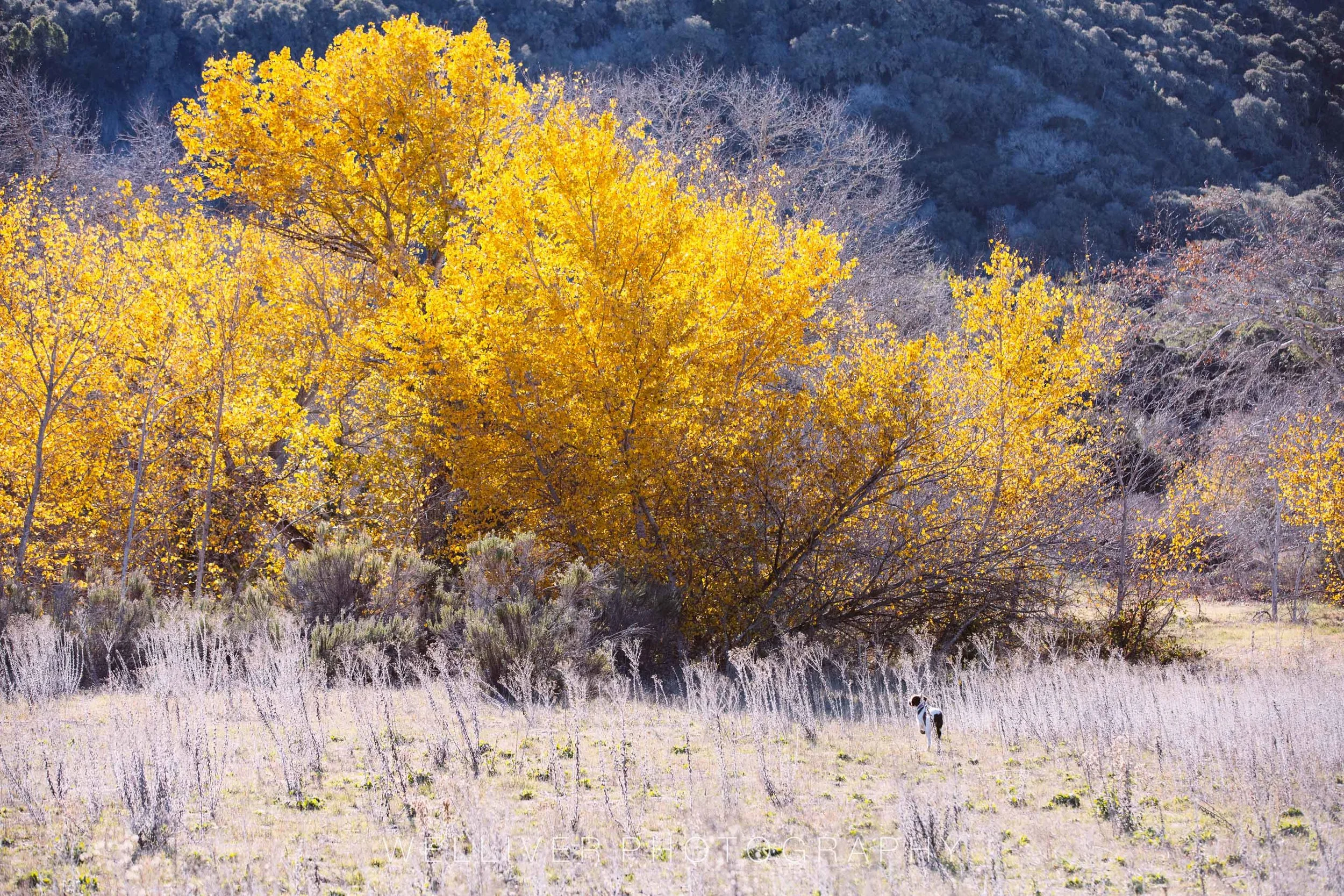 Massey Monday: Patrolling Garland