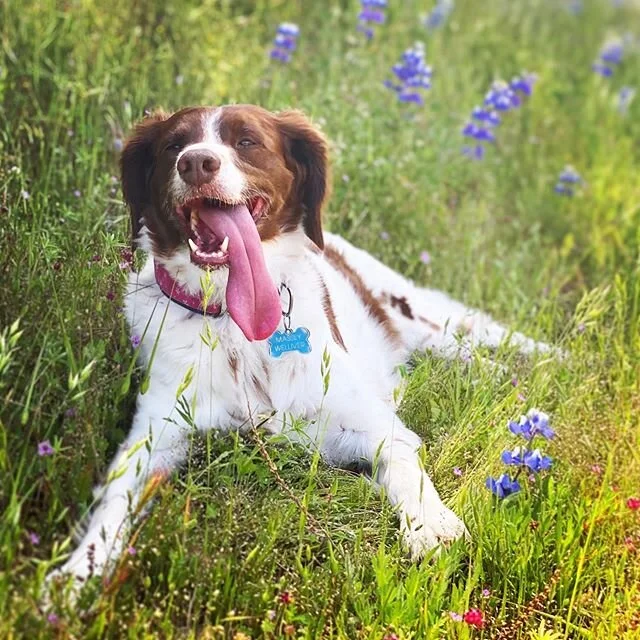 This smile.  #masseyrocks #brittanyspaniel #brittanyspaniels #brittanyspaniellove #brittanyspanielsofinsta