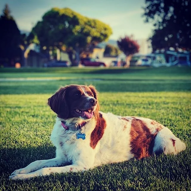 Smiles  #masseyrocks #brittanyspaniel #brittanyspaniels #brittanyspaniellove #brittanyspanielsofinsta