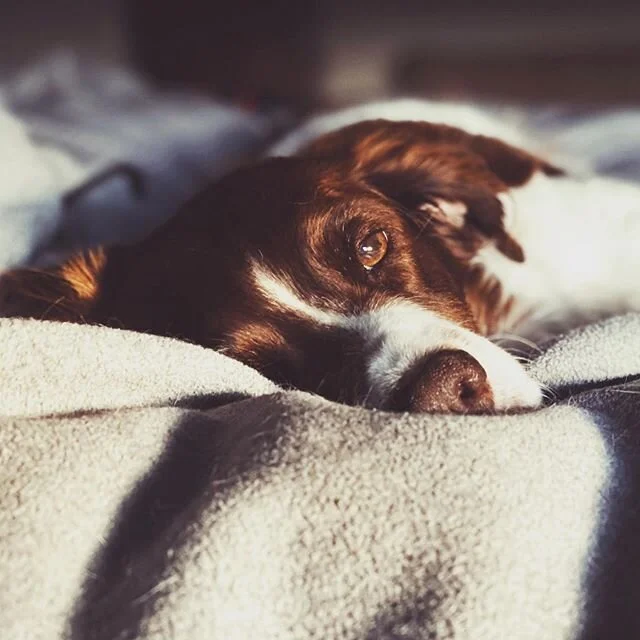 Massey Mornings  #masseyrocks #brittanyspaniel #brittanyspaniels #brittanyspaniellove #brittanyspanielsofinsta