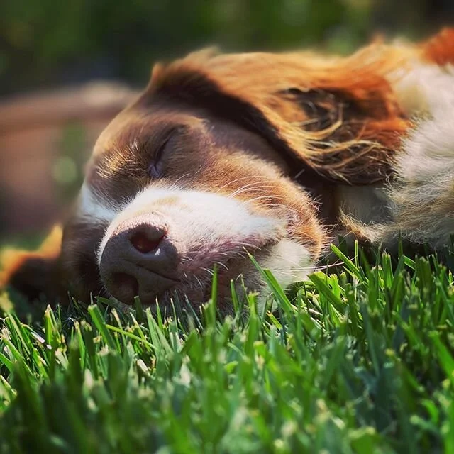 Lazy Sunday  #masseyrocks #brittanyspaniel #brittanyspaniels #brittanyspaniellove #brittanyspanielsofinsta