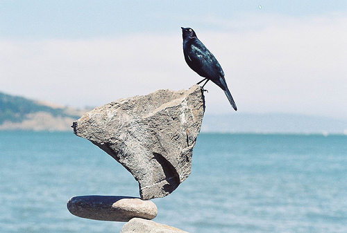 balancingbird1.jpeg