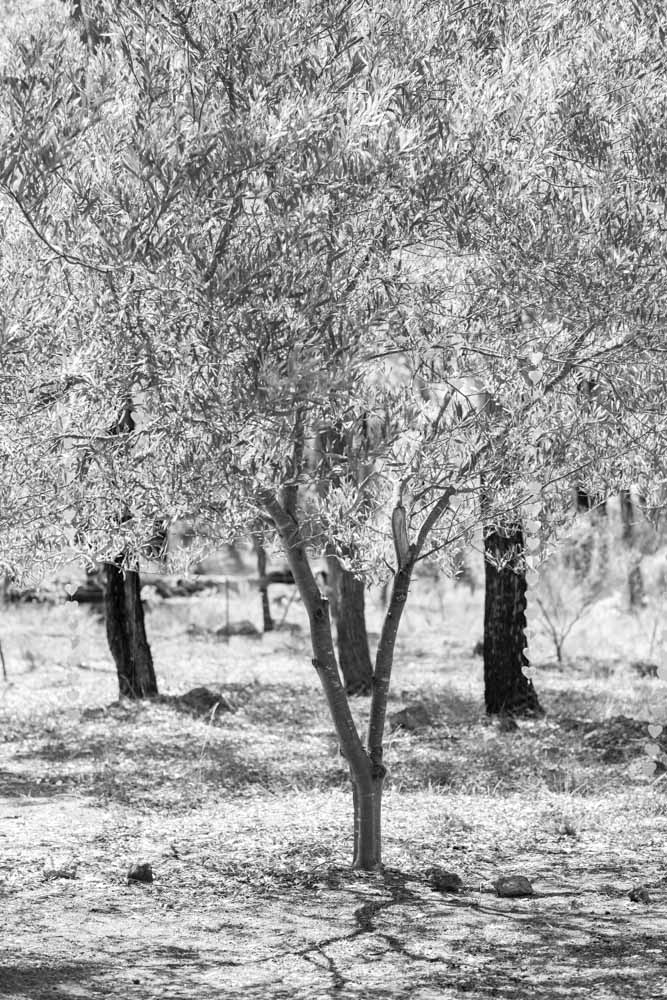 Annika & Justin-75.jpg