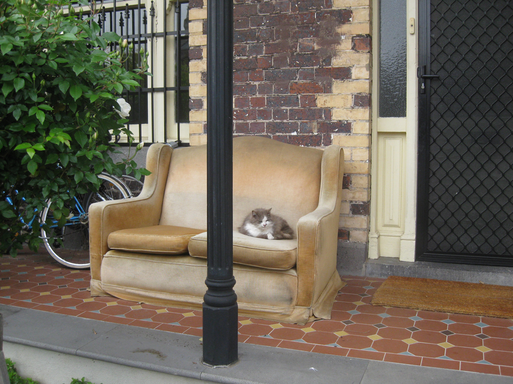 A Cat just makes it a Home!