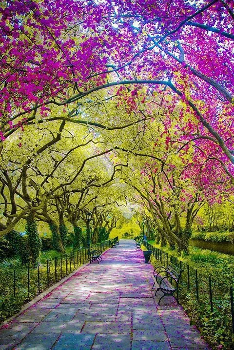 A walk in Central Park, New York