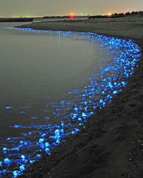 Beached Jellyfish, somewhere in Japan