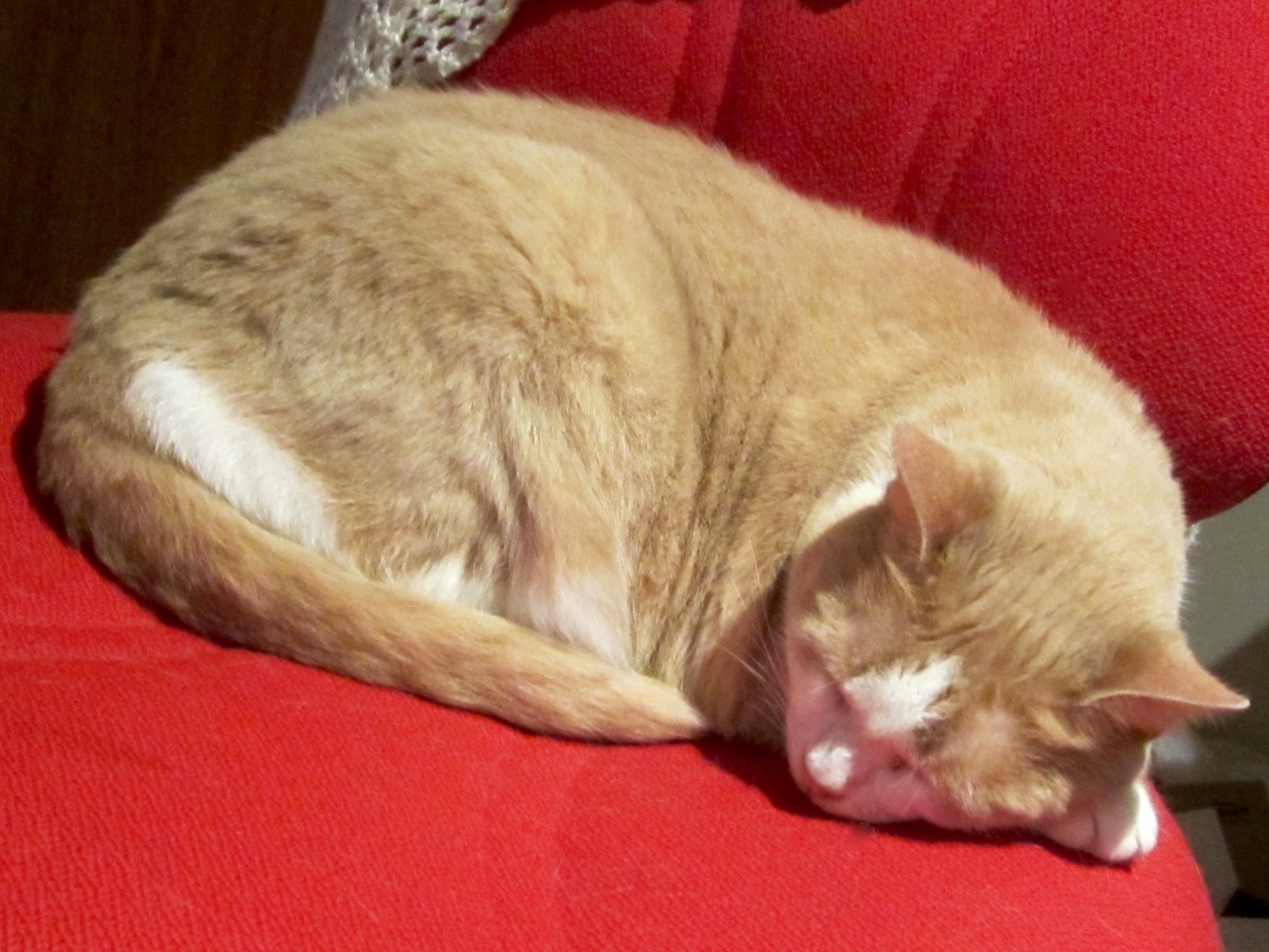 Take the hint from Lulu (Ginger Ninja, the Macgyver of cats, never wastes her precious energy). When in doubt, sleep. If you can't sleep, get up and do something useful. 