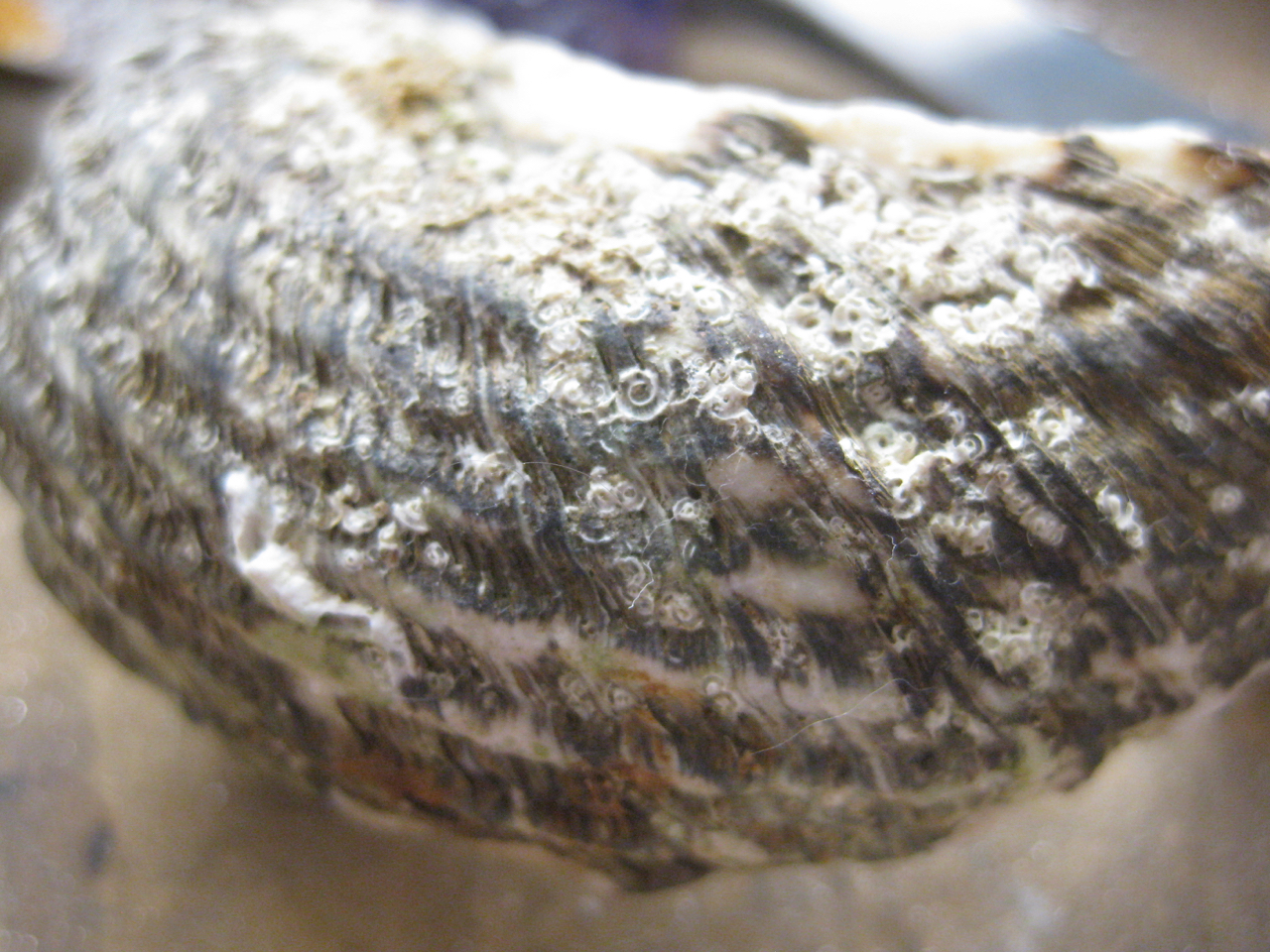 Began with this fragment of Turbinidae shell.
