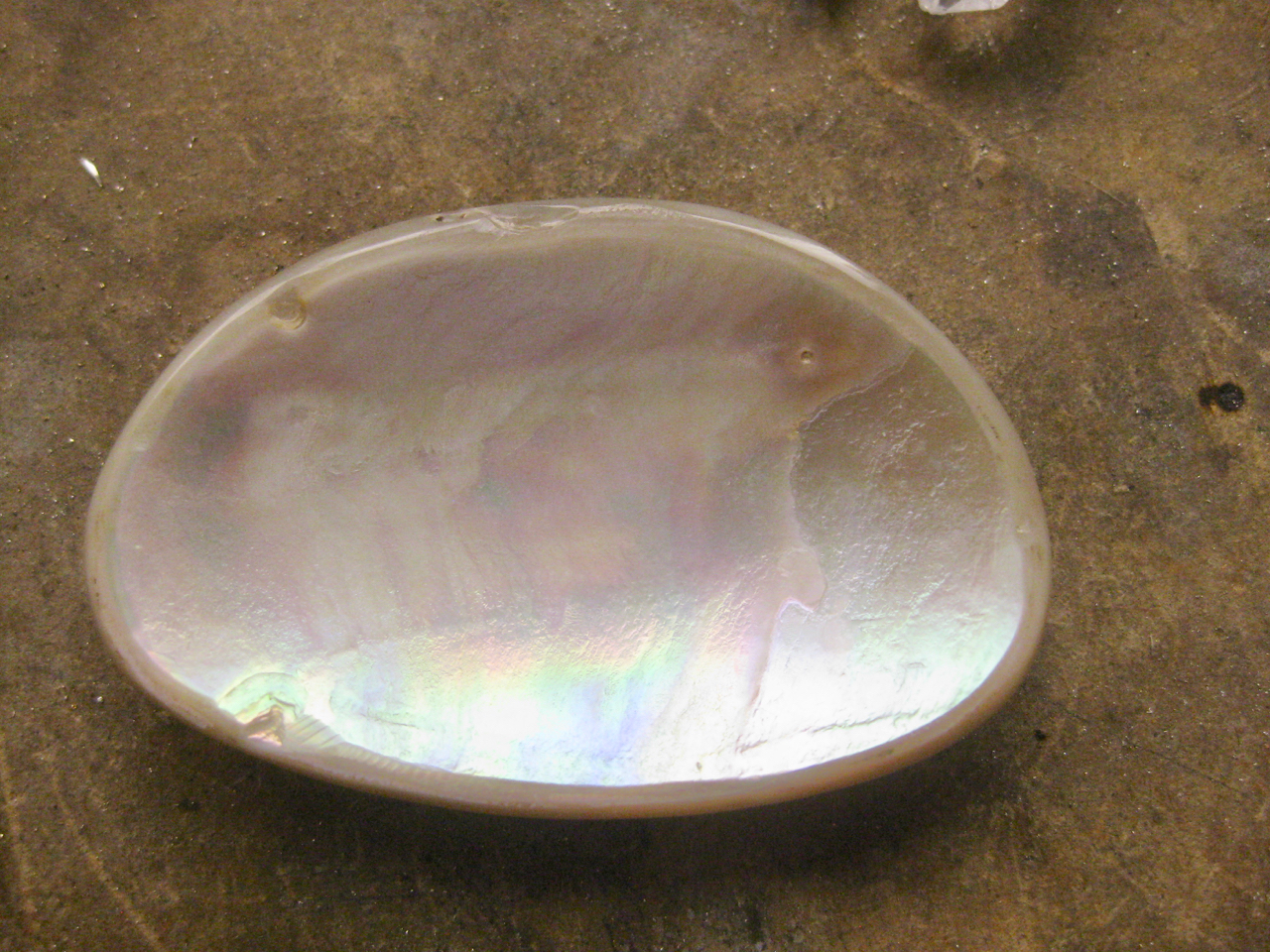 Lots of rainbow shades in the nacre