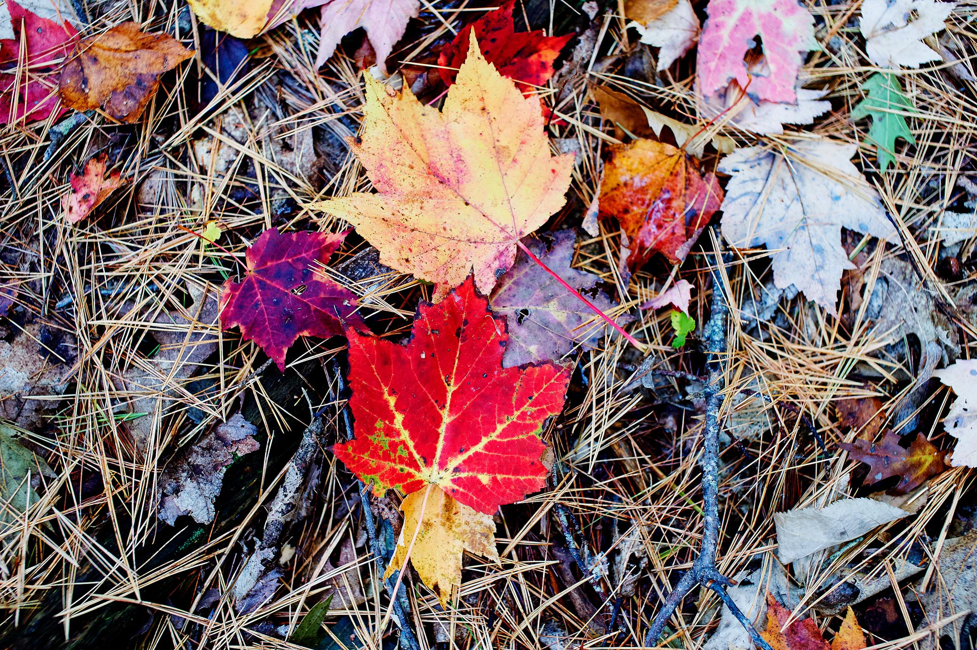 maine_image16.jpg