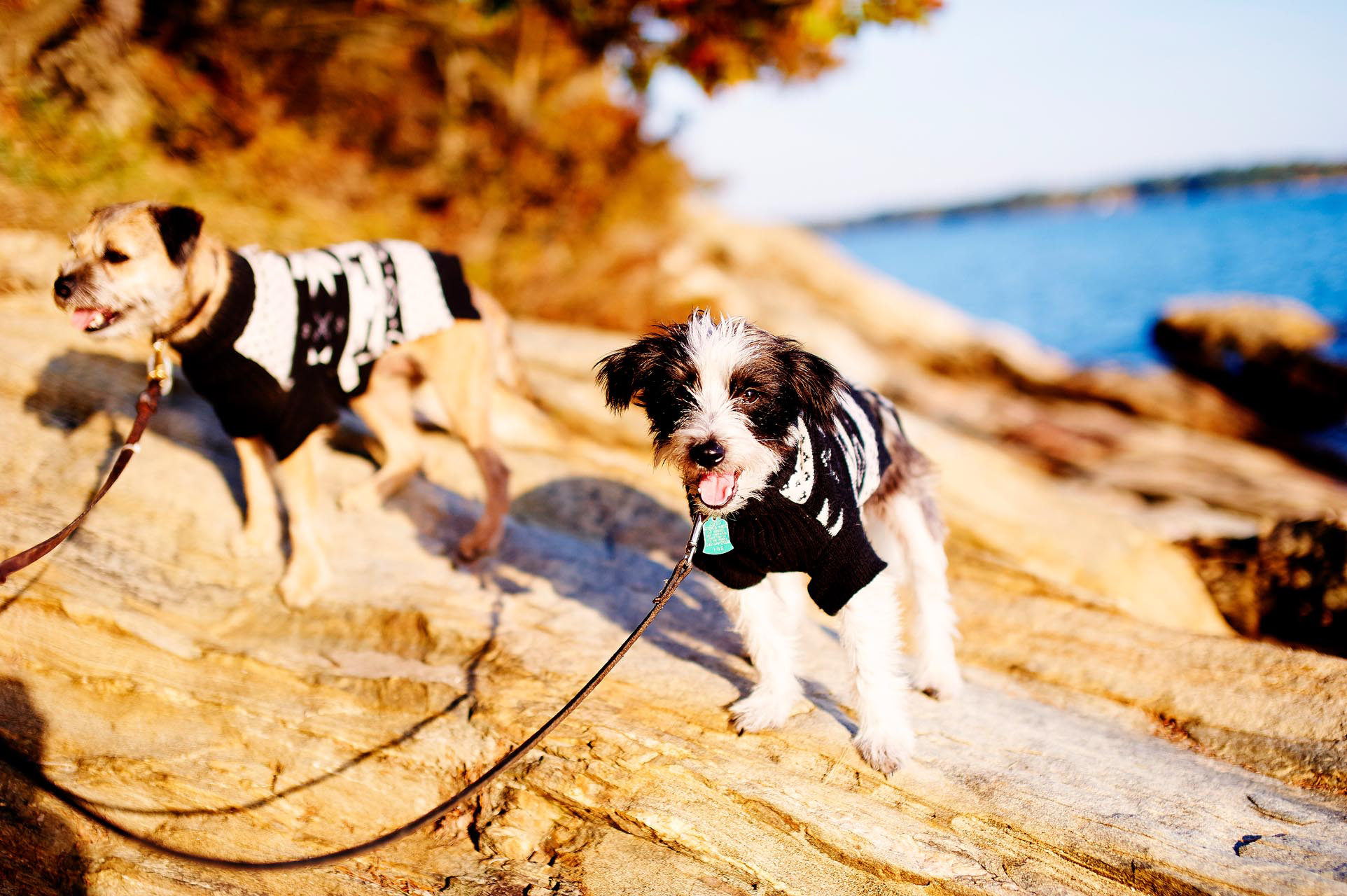 maine_image33.jpg