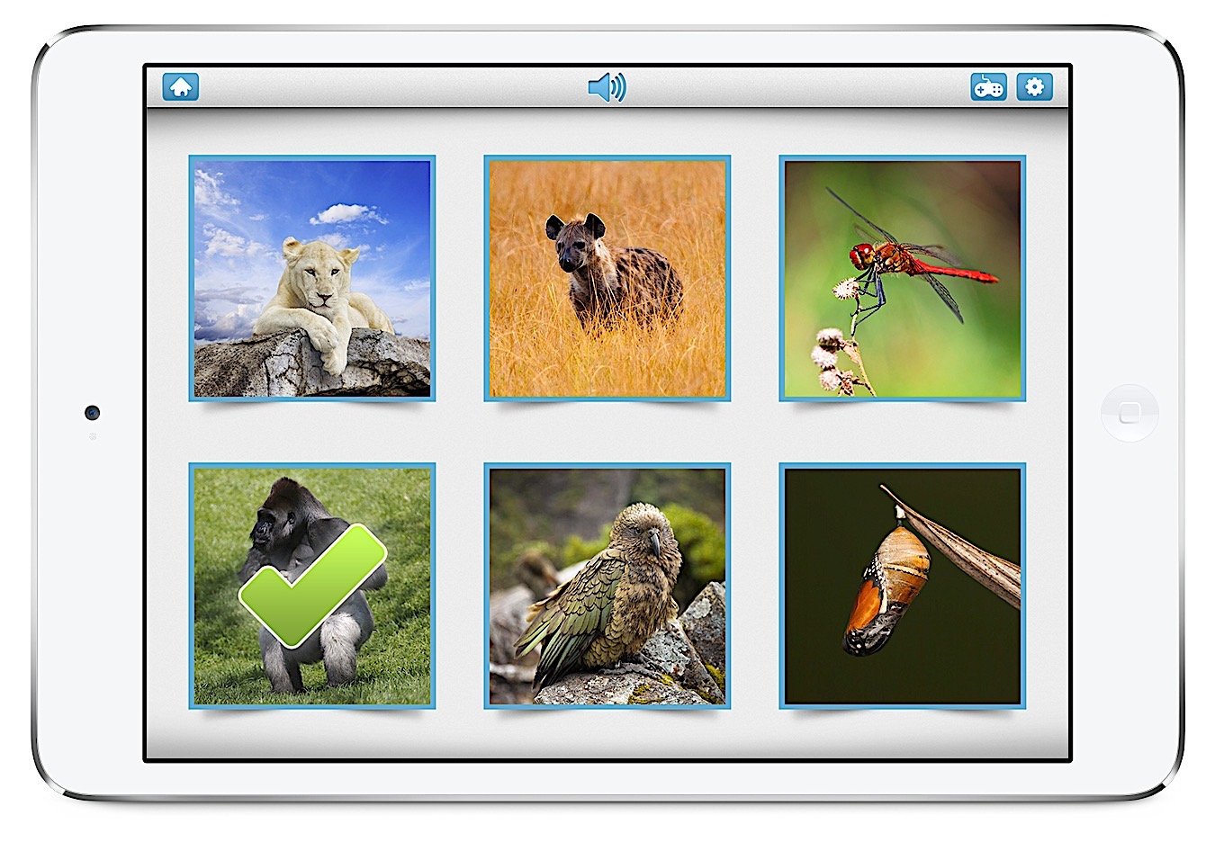 Photo Touch Flashcards Game