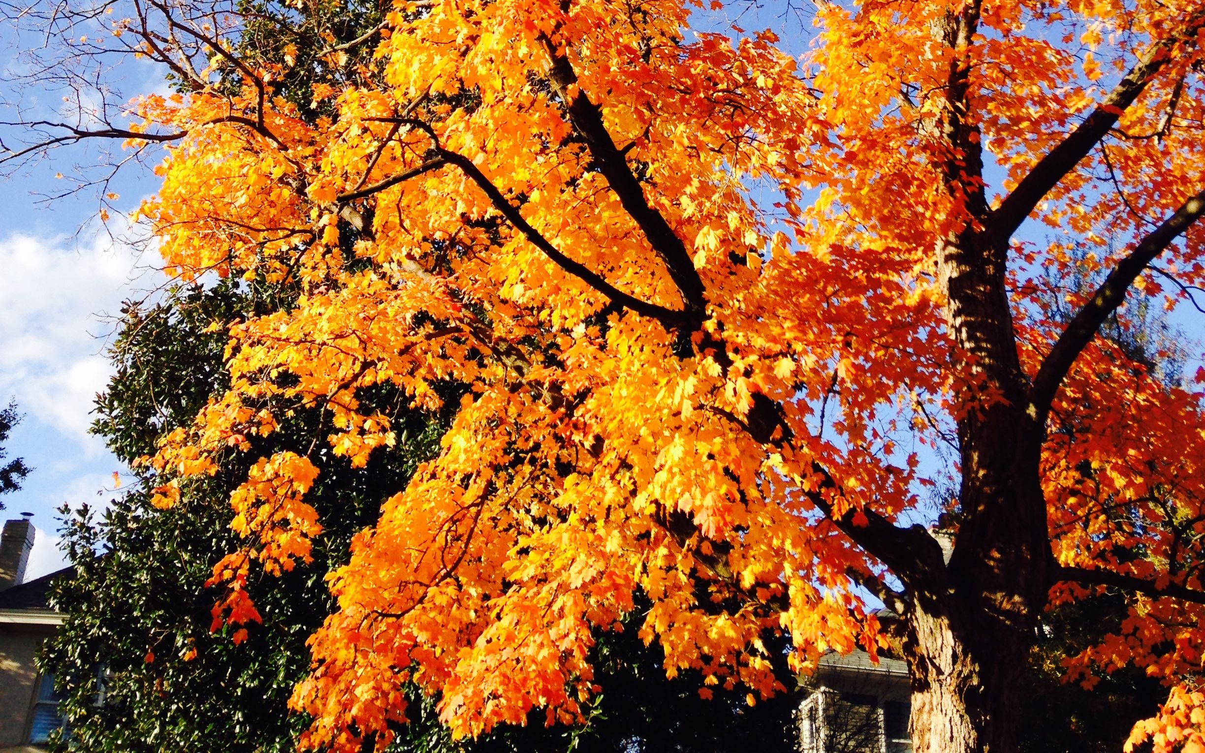 Fall Tree.jpg