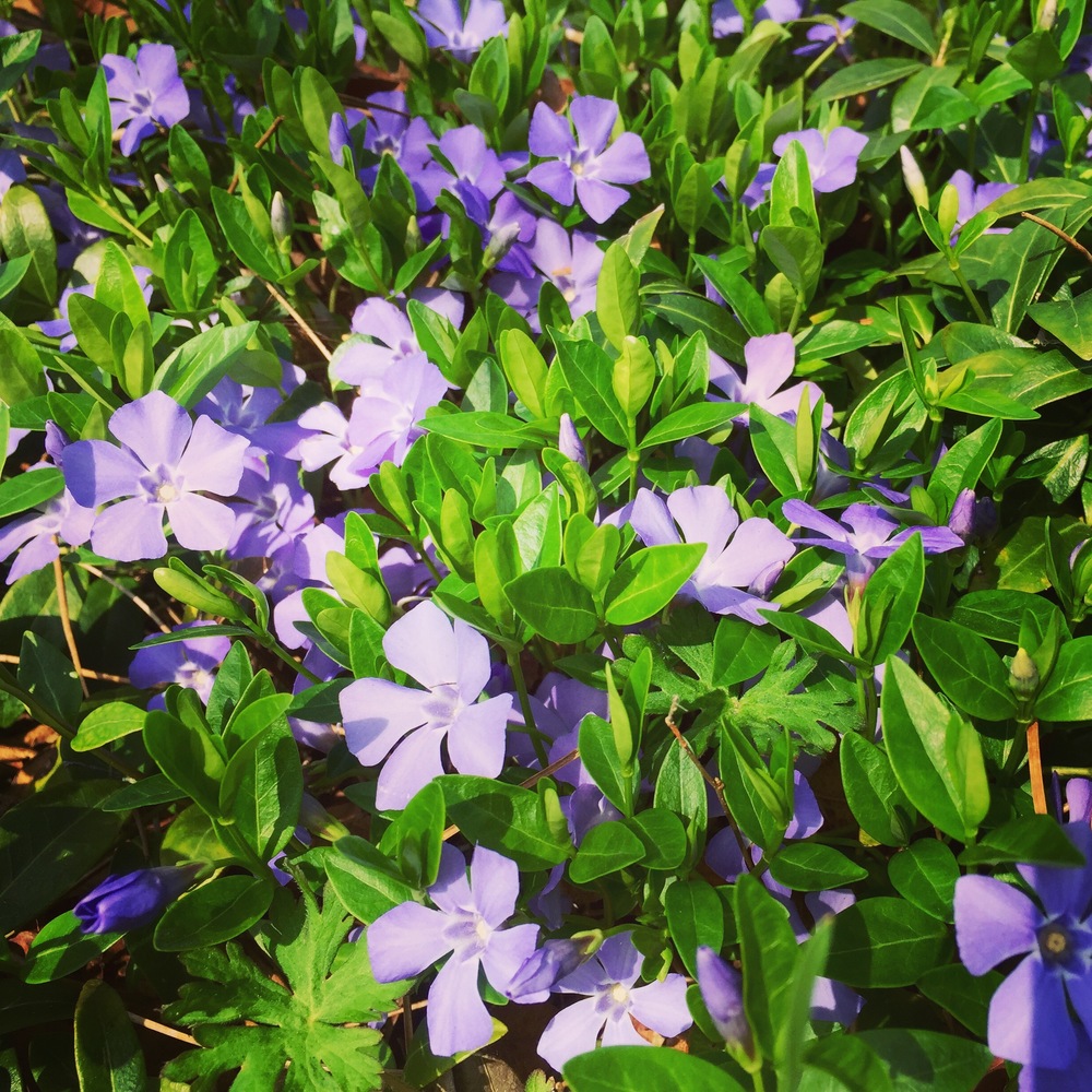 Spring flowers in Nashville