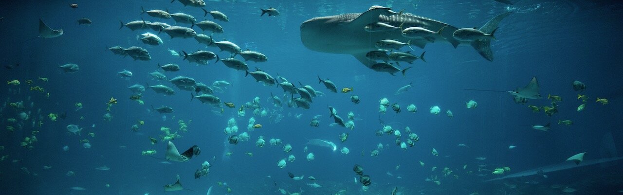 Atlanta Aquarium
