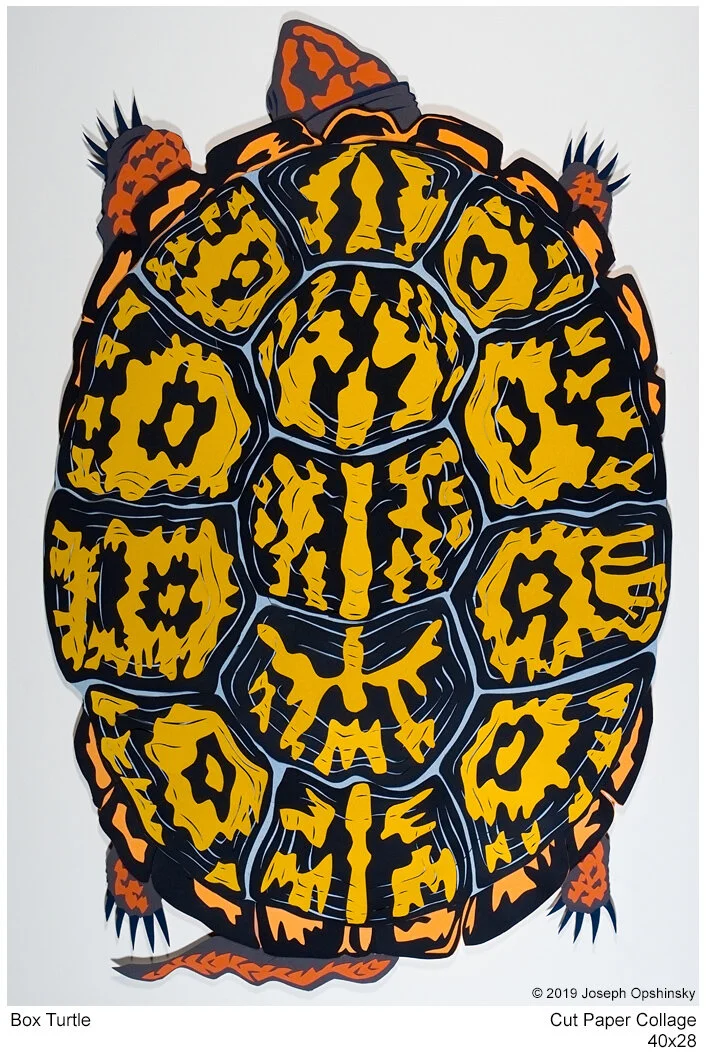 BoxTurtle-2019.jpg