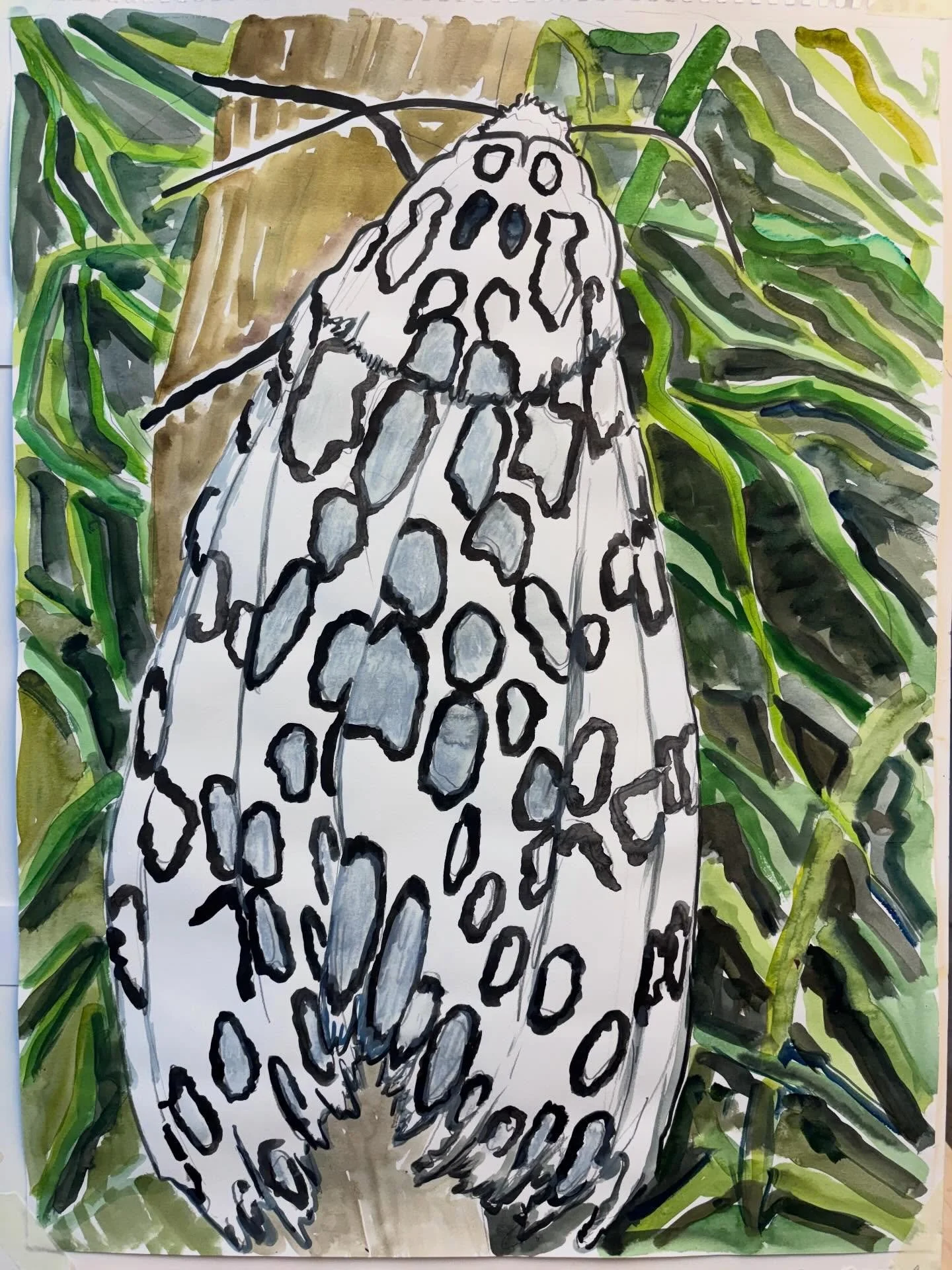 #SneakPreviewSunday new #watercolor by #JosephOpshinskyFineArt - Giant Leopard Moth
&bull;
&bull;
&bull;
&bull; 
#worksonpaper #nature