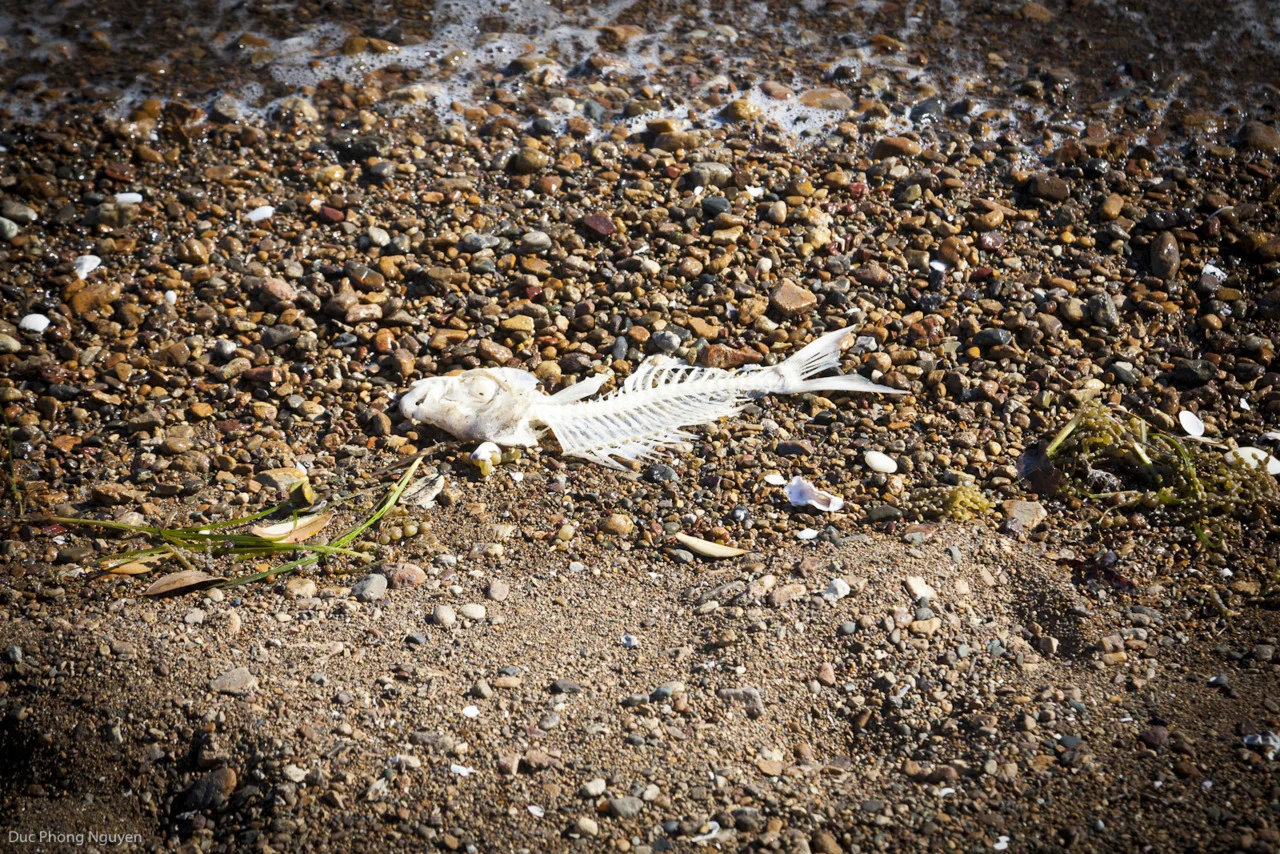 Have a break… Have a fish ;-)