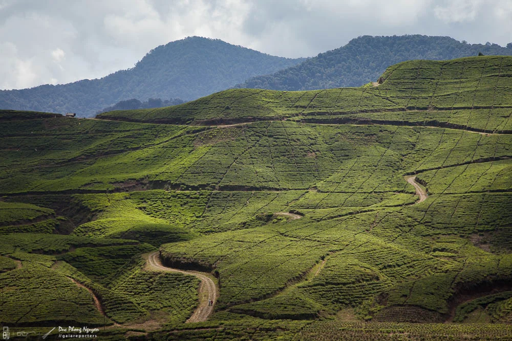 Rolling green hills with winding dirt paths and terraced fields, with mountains in the background under an overcast sky.