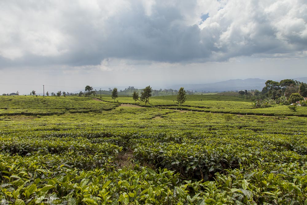 Green tea plantation under cloudy sky with scattered trees and distant mountains.