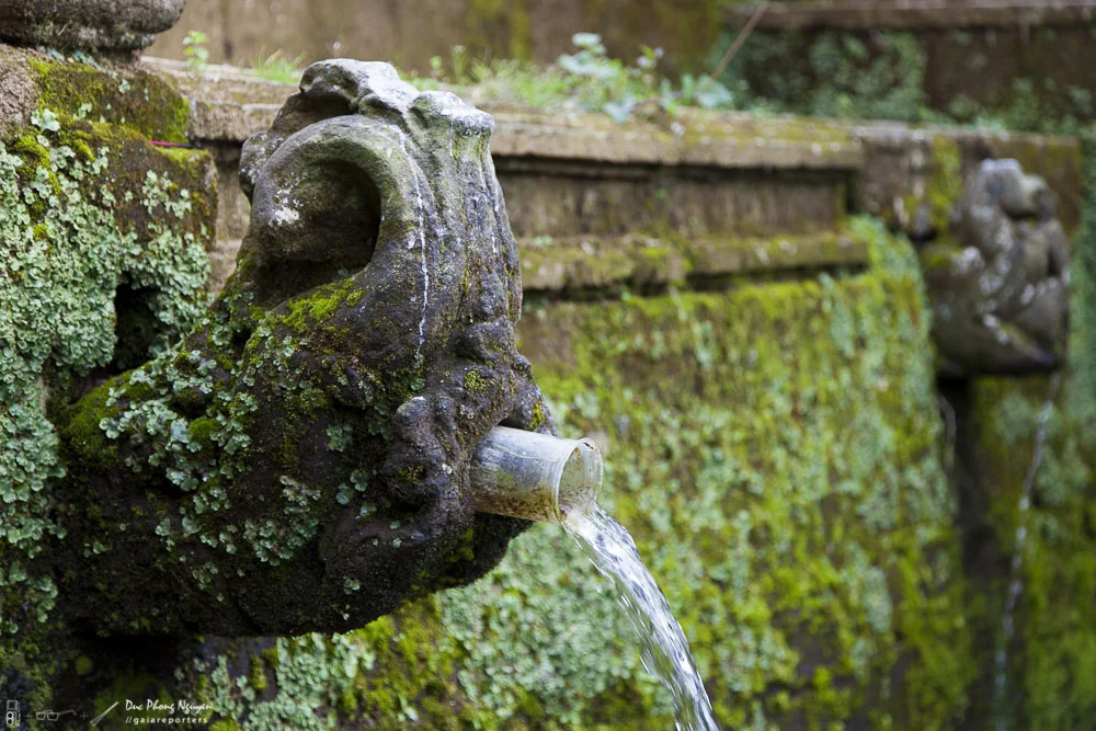 An old stone fountain features a fishmouth-shaped spout from which water flows, moss-covered and surrounded by mossy brick and greenery.