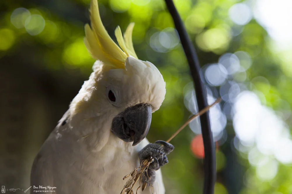 A white cockatoo with a yellow crest holding a small branch in its claw, with a blurred green background.