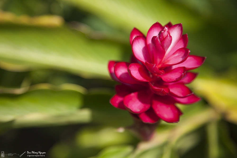 Close-up of a pink and red tropical flower on a green leafy background.