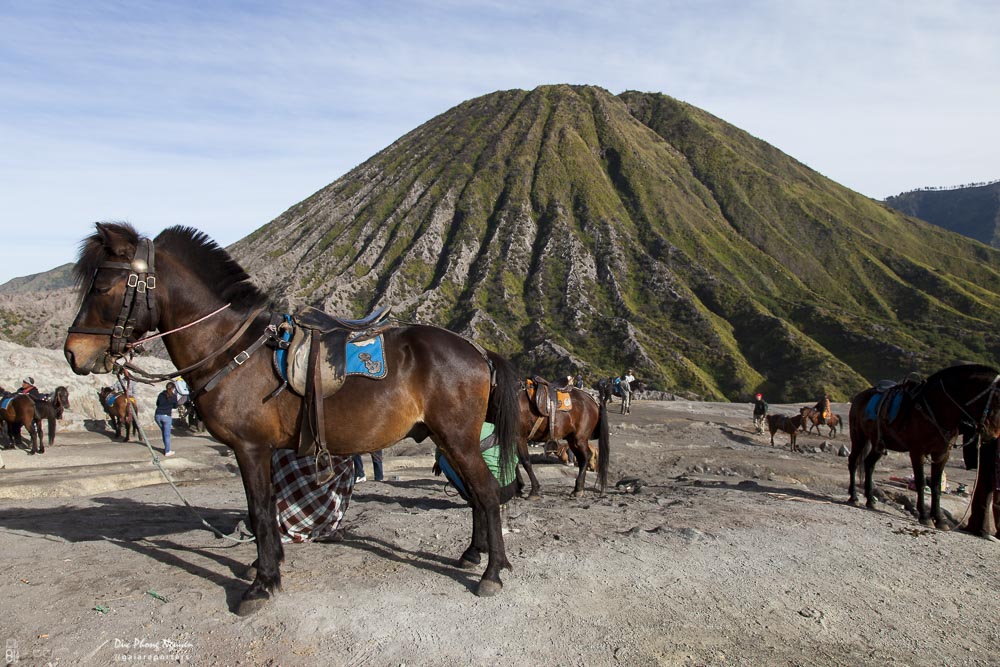 Horses tied to their saddles with a volcanic mountain in the background.