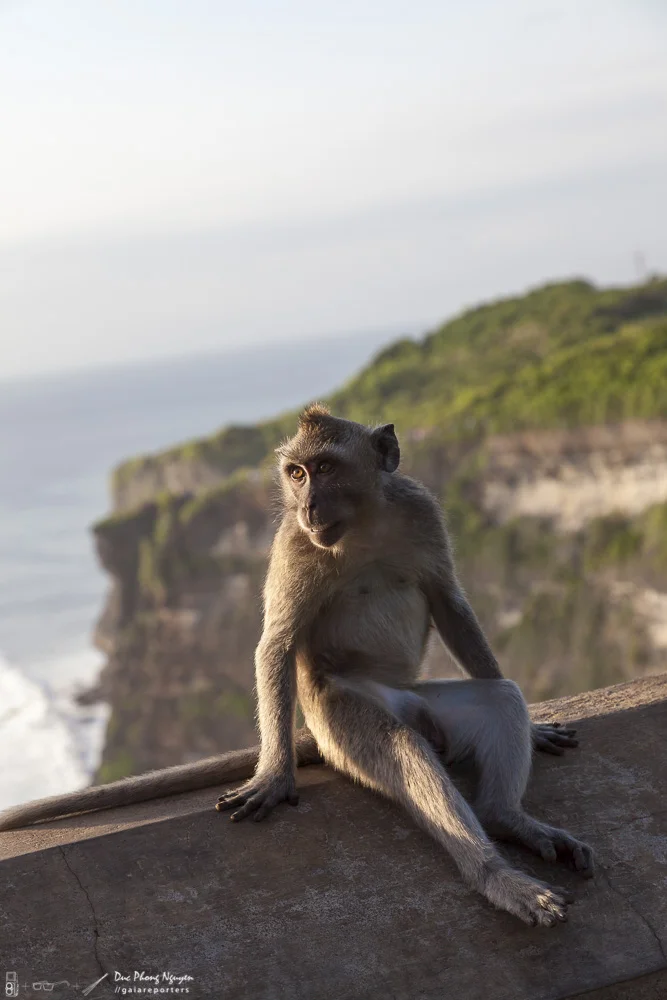 A monkey sitting on a stone ledge overlooking a coastal landscape with cliffs and the ocean in the background, during daylight.