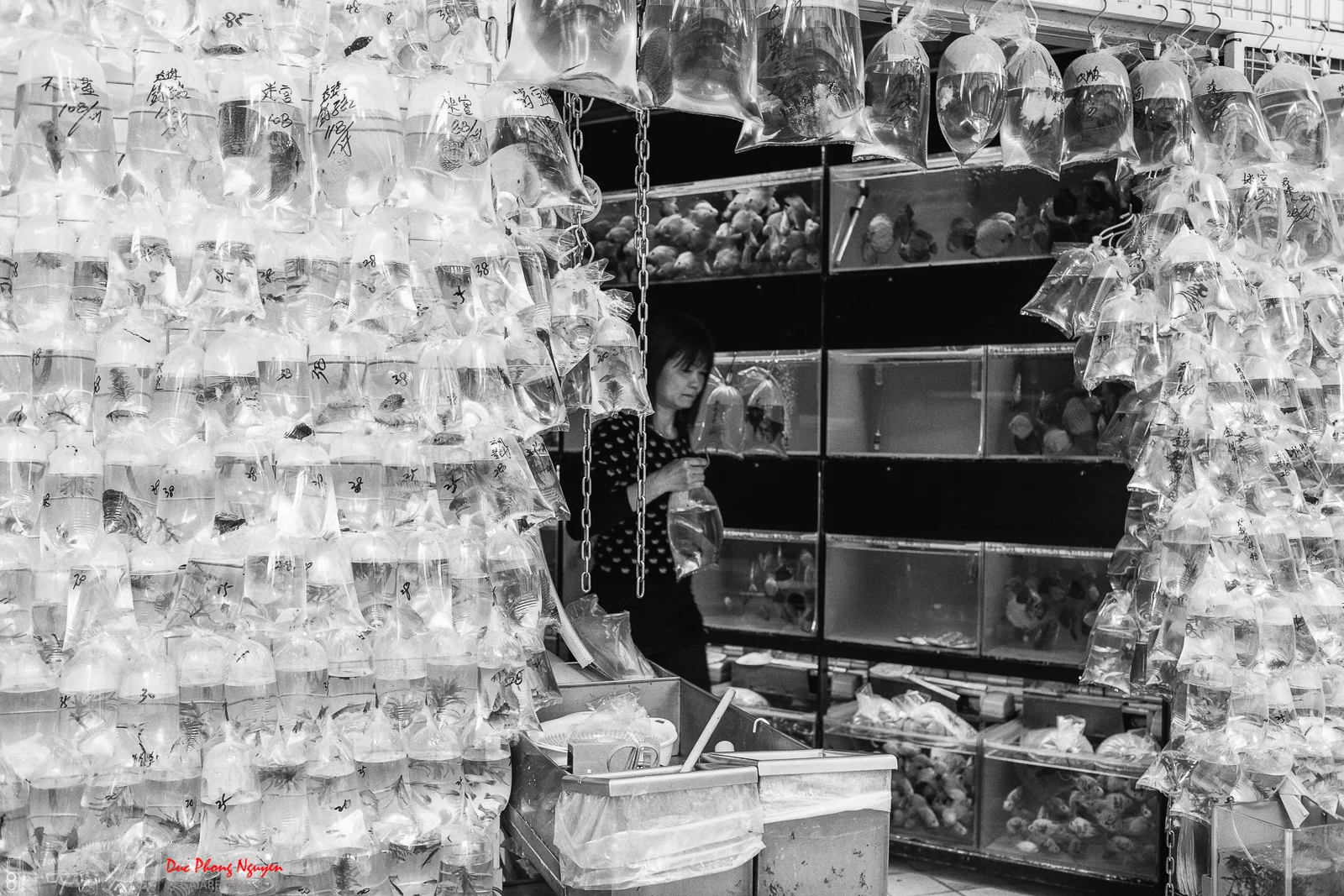A woman shopping in a store filled with hanging plastic bags containing fish or seafood, with shelves of more seafood behind her.