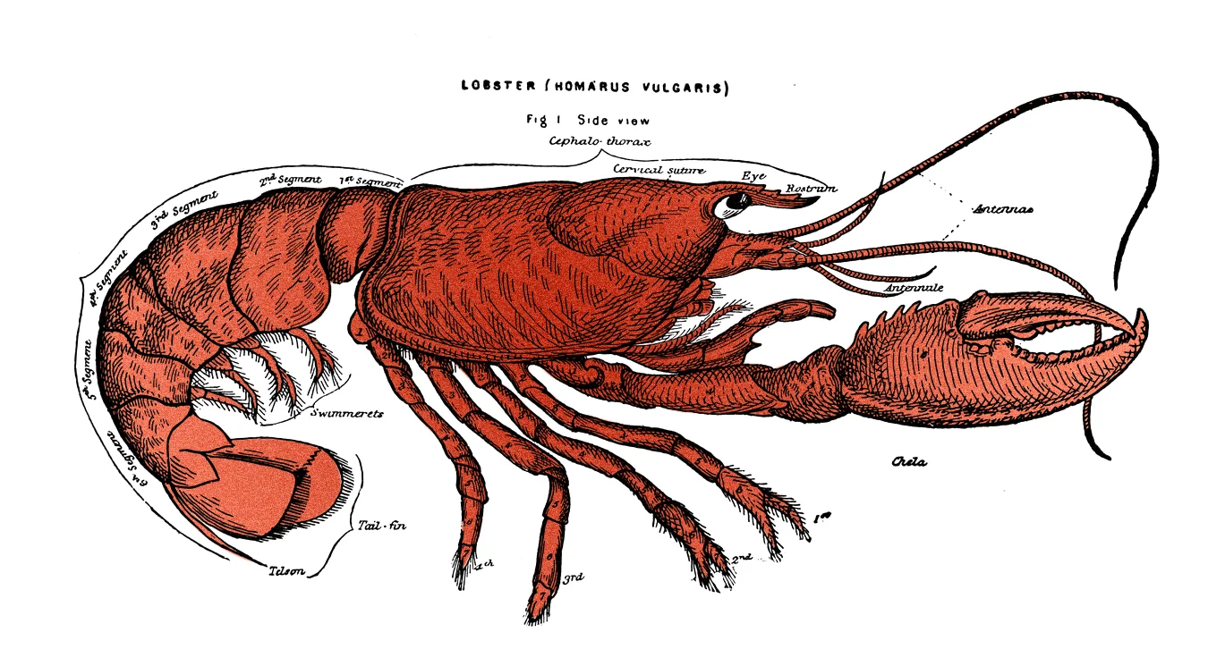 Lobster for Lighthouse.jpg