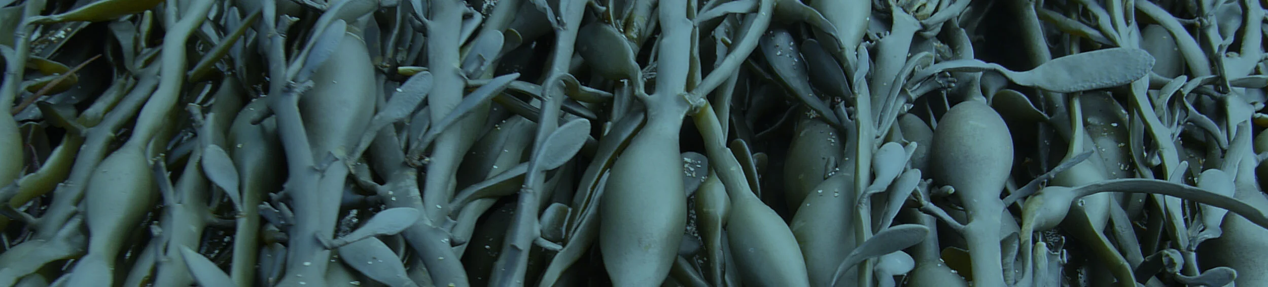 LH_Header+Images-Seaweed.jpg
