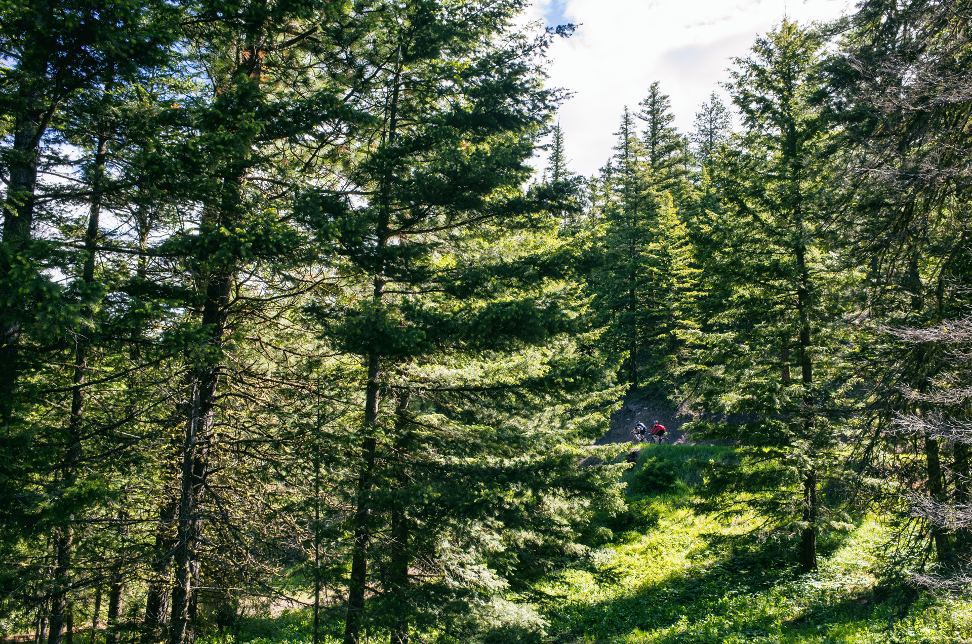 See the forest for the trees.