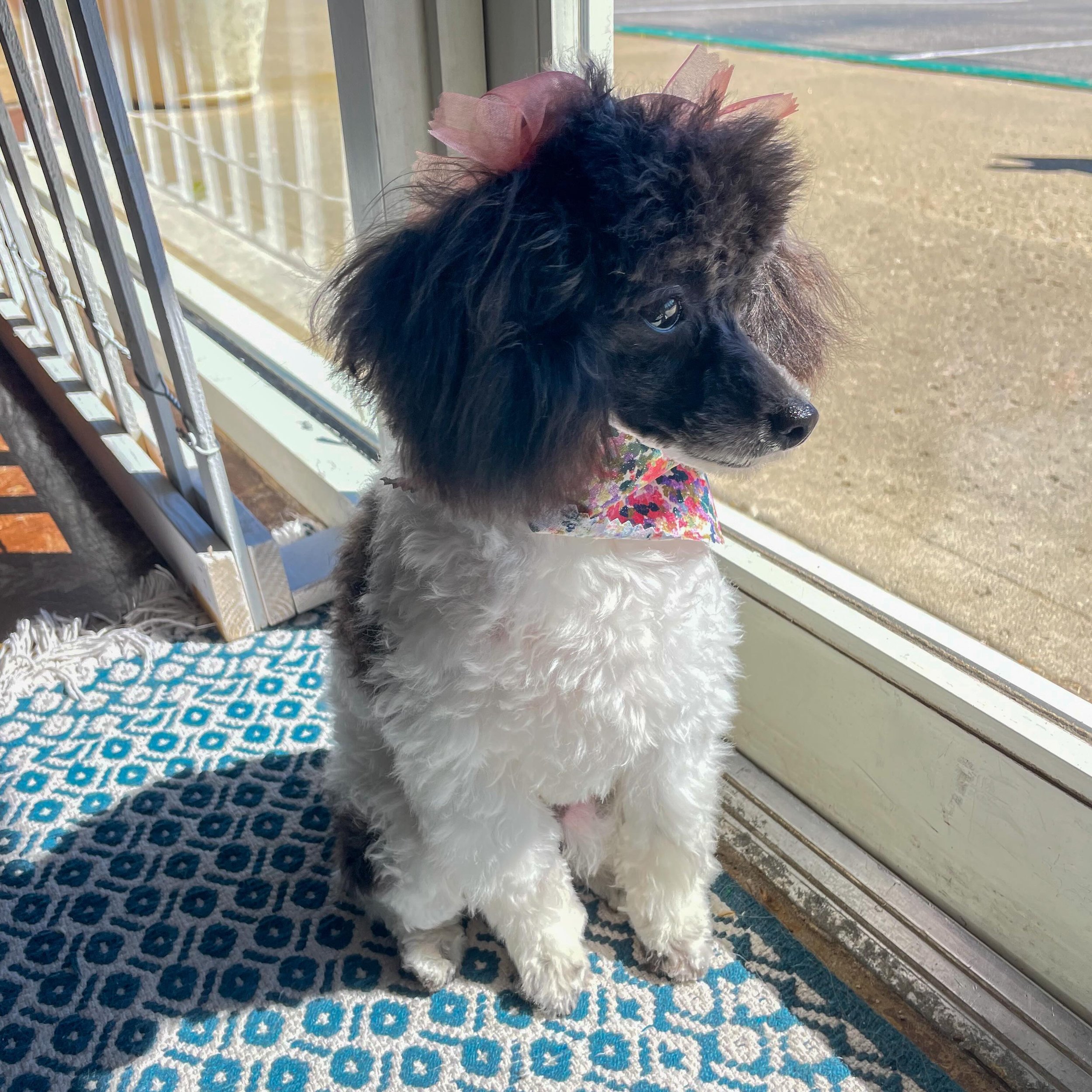 That first groom feeling 🤩 Millie is just the cutest little puppy! Don't you agree? 💖