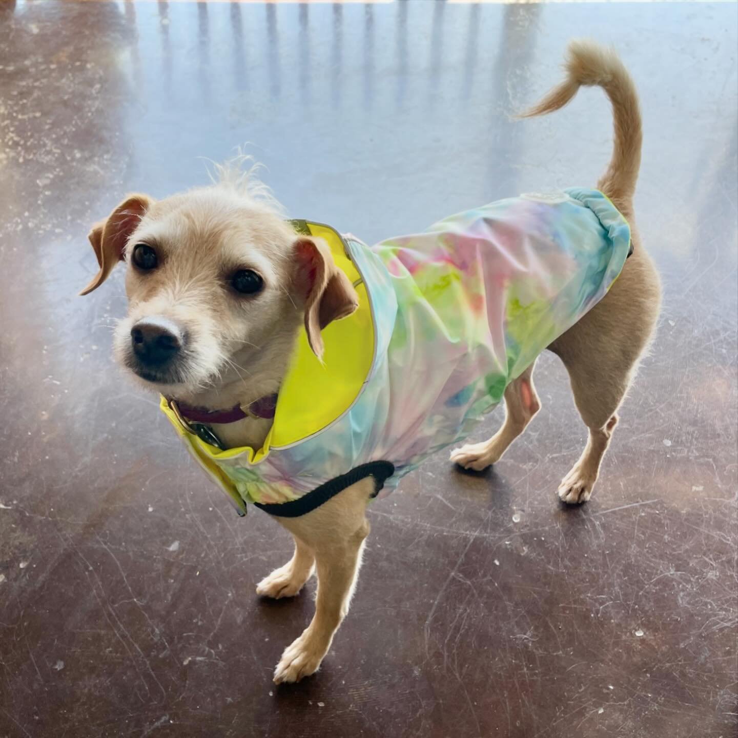 ❓Did you know❓ Our rain jackets are reversible! Come check out all of the different combinations we offer in-store on this rainy spring Saturday ☔️🌦️