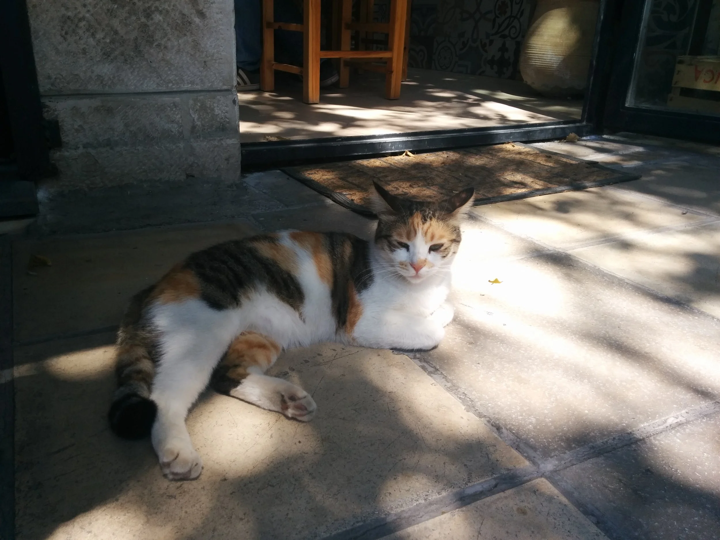 Joz Hind's menu changes every day. Not sure if the cat is a big fan of the carpaccio.