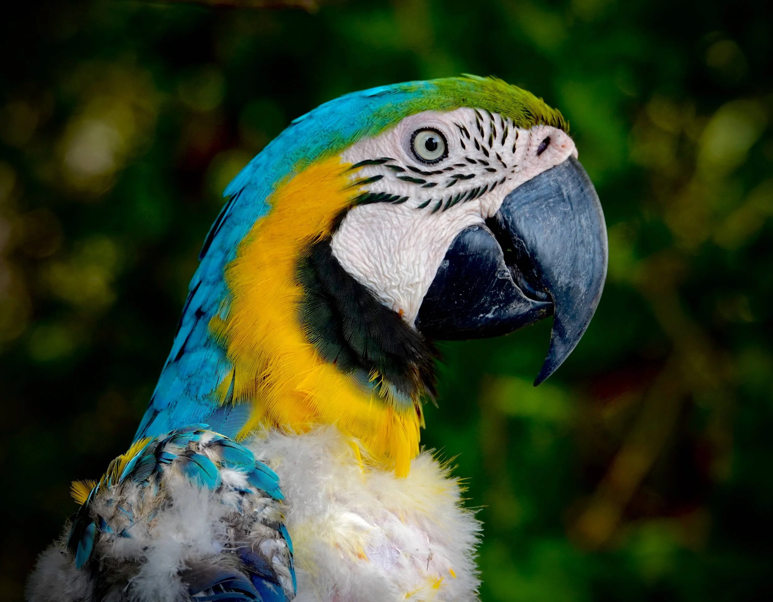 SmallWorks-17788277_Paul_Gruhn_-_12x12_-_Macaw.jpg