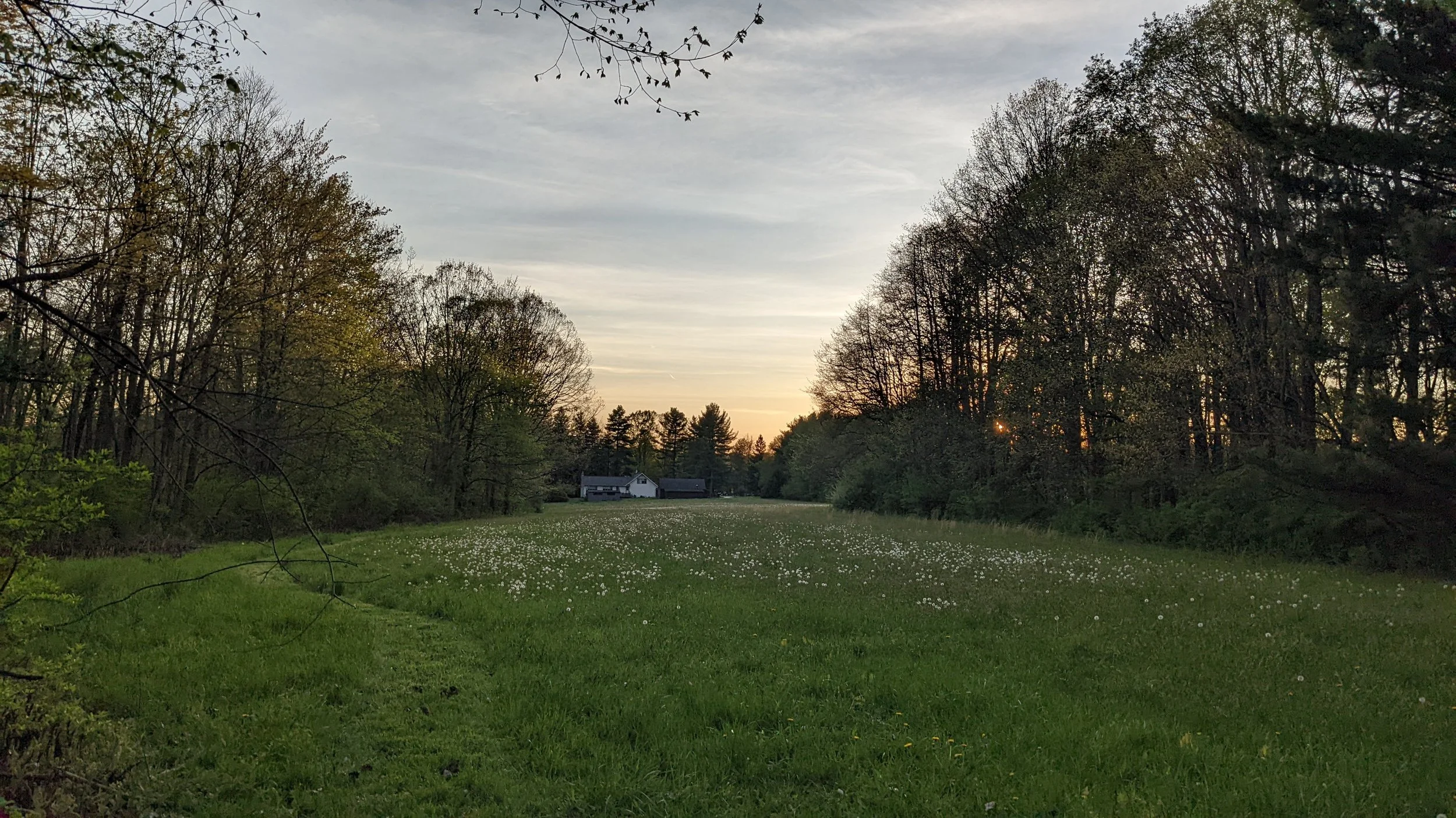landscape of trees and grasses with a house in the middle